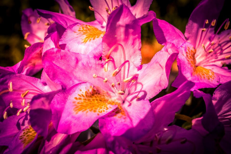 Nature flowers summer