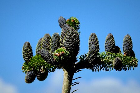 Cones sky branch