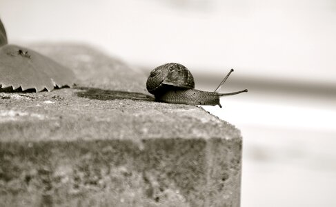 Snail cochlea garden photo