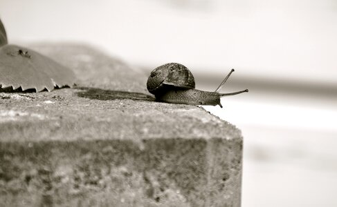 Snail cochlea garden