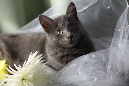 Wedding green eyes gray wedding