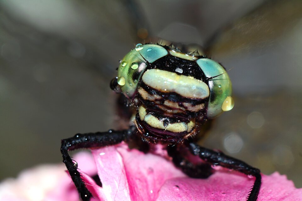 Dragonflies nature closeup