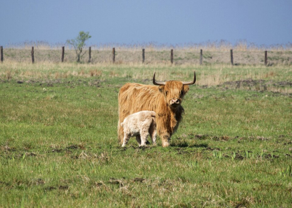 Field cow scottish cow