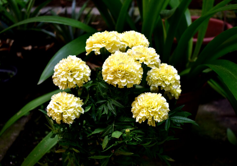 Damasquina carnation chinese nature