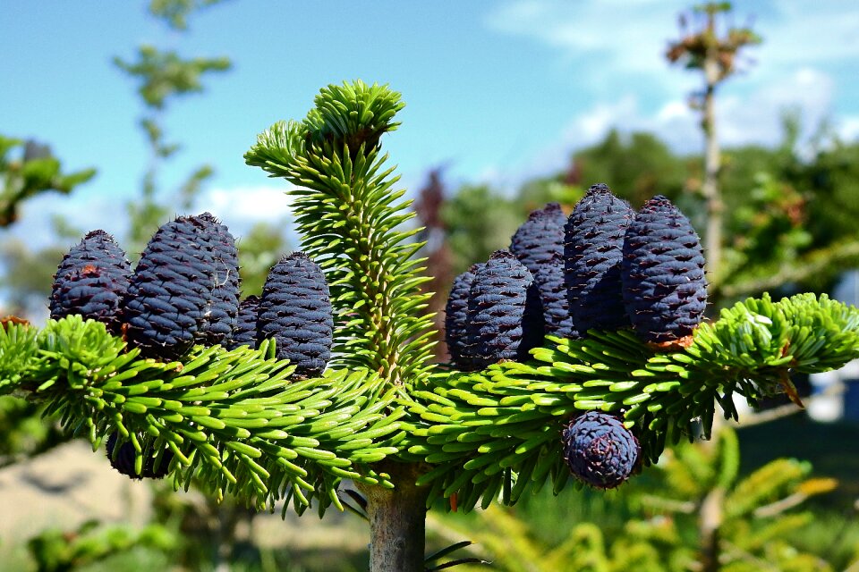 Plant nature cones