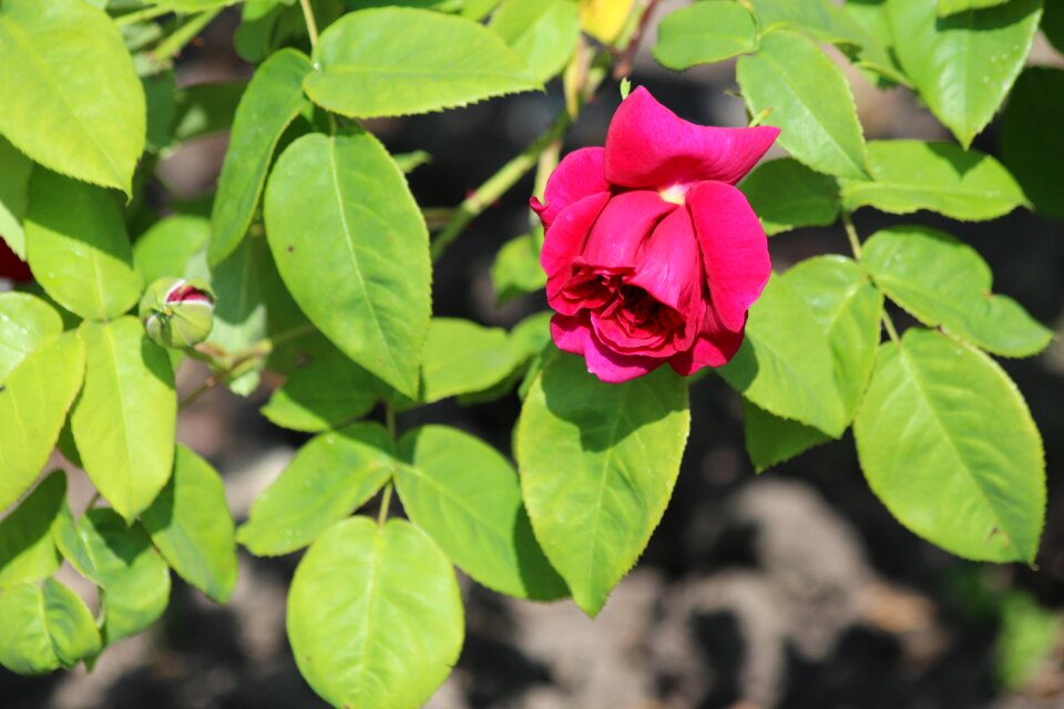 Closeup plant bush