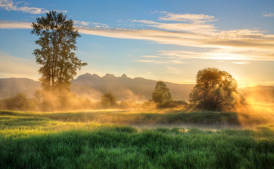 Foggy gold golden ears
