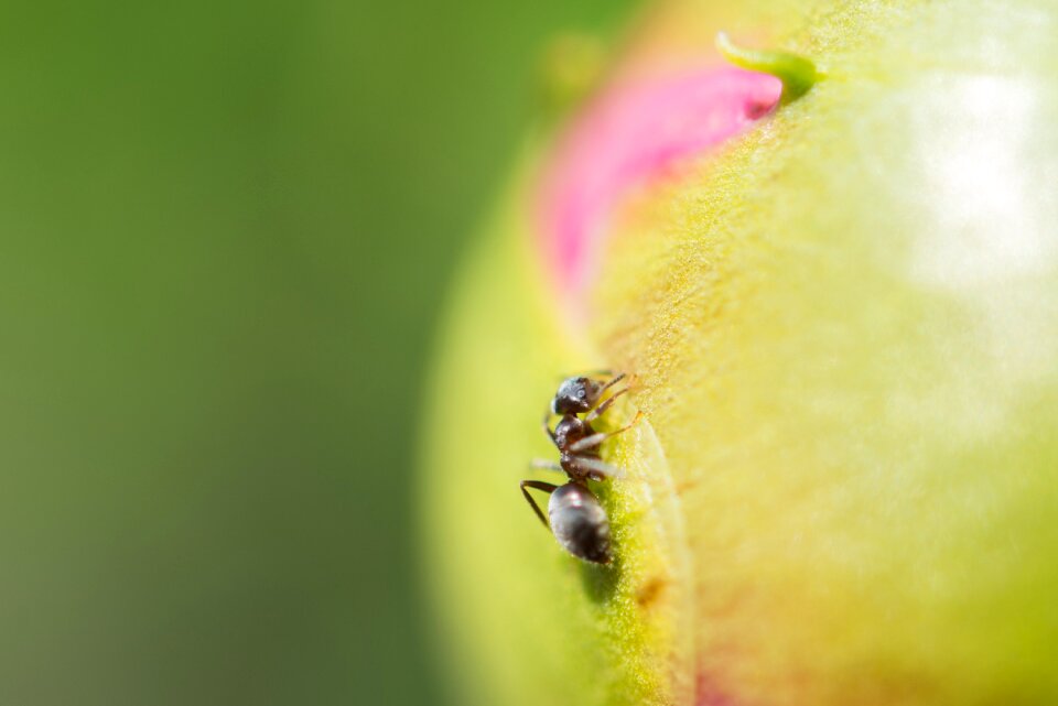 Nature insect wildlife