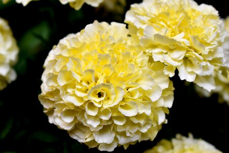 Damasquina carnation chinese nature