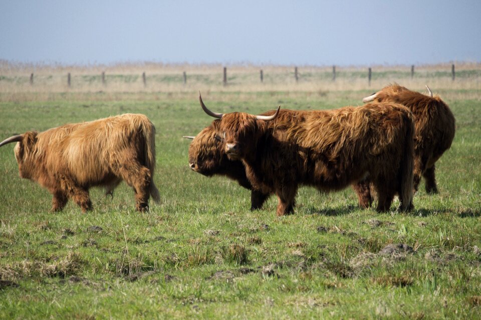Animals lawn pasture land