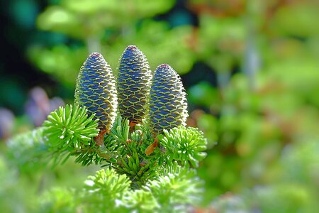 Tree nature cones