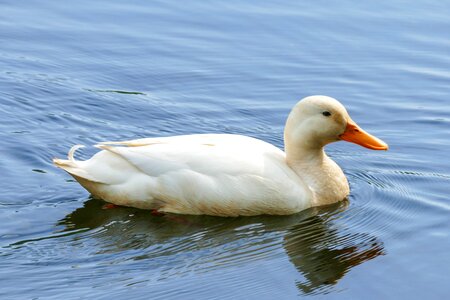 Lake animal swim