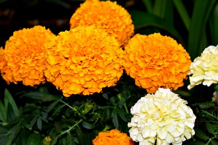 Damasquina carnation chinese nature