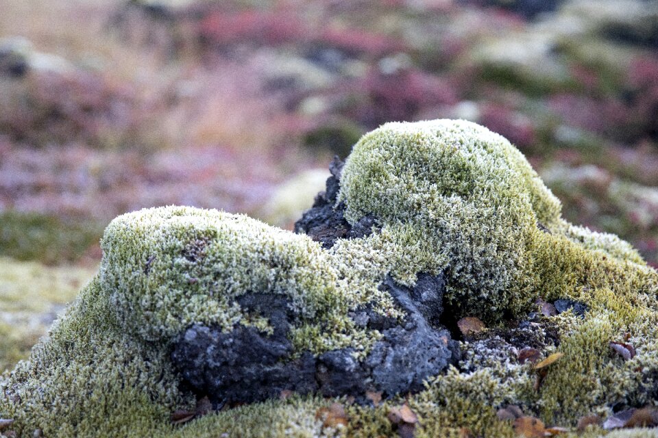 Stones iceland nature