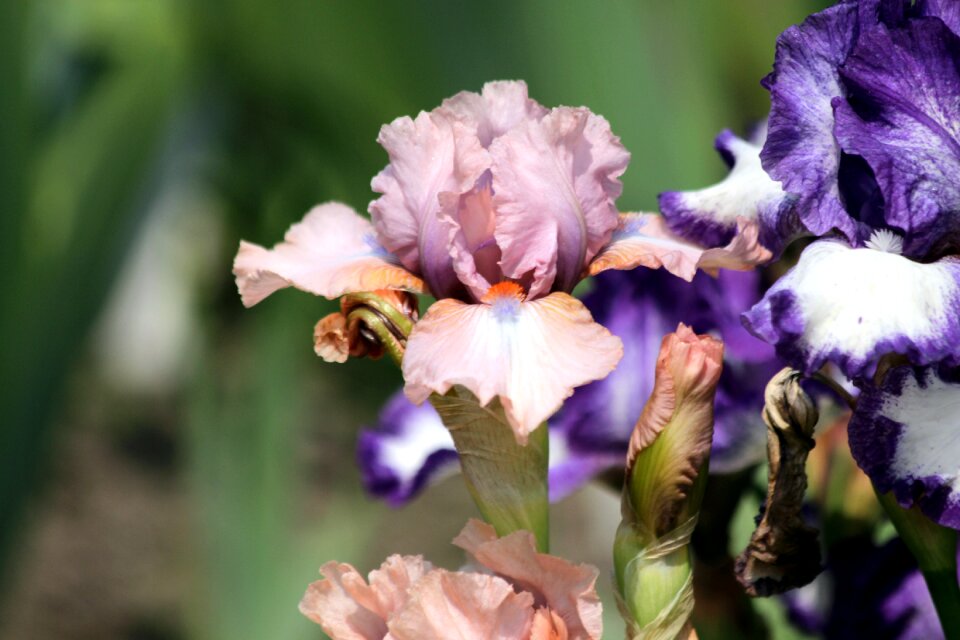 Garden beautiful flowers bloom photo