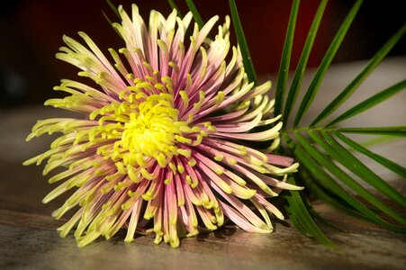 Star flower green floral