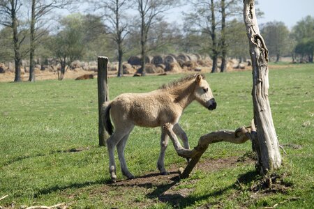 Farm nature polish horse