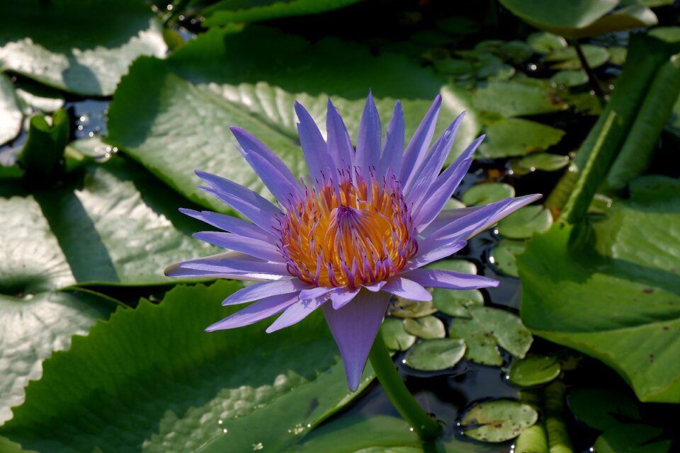 Purple lotus buddhist flower nature