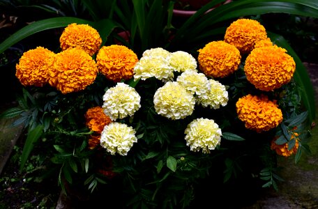 Damasquina carnation chinese nature
