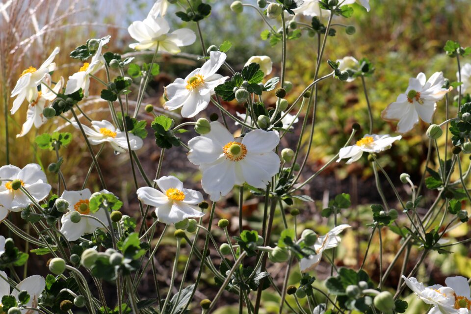 Bloom nature garden