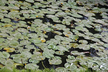 Nuphar lutea water plant flower