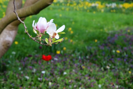 Sheet spring magnolia