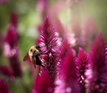 Insect summer pollination