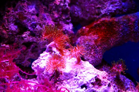 Sea anemone aquarium marine aquarium