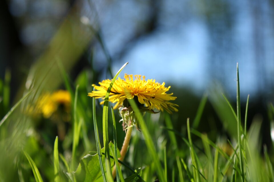 Flower nuns dandelion