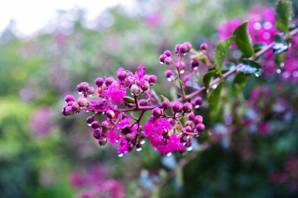 Plant garden bloom