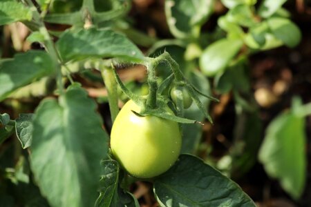 Vegetable garden green why