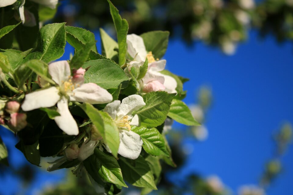 Plant tree apple flower