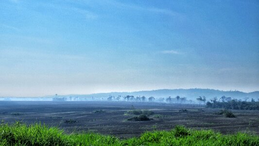 Forest grass field