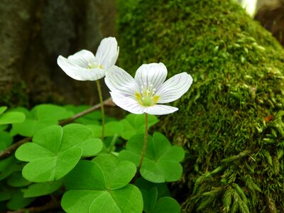 Nature greenery tree