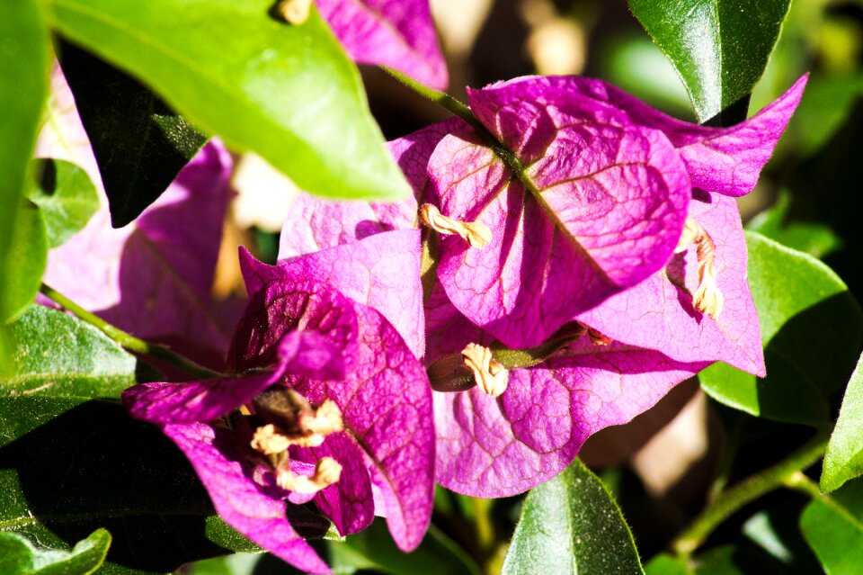 Blossom bloom flower purple