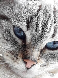 Blue eyes cute dream