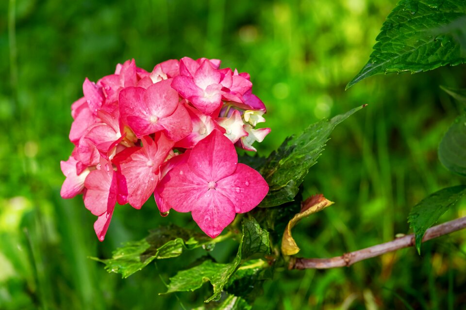 Blossom bloom pink