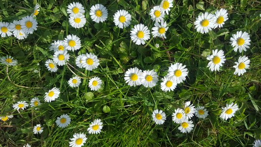 Plant field geese flower photo