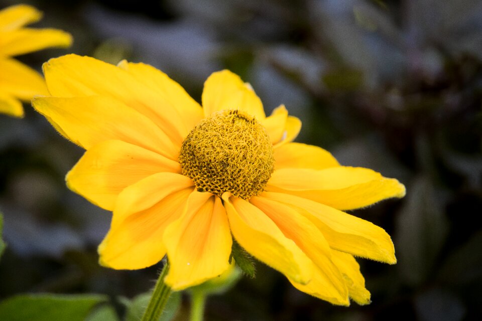 Plant ornamental flower ornamental plant