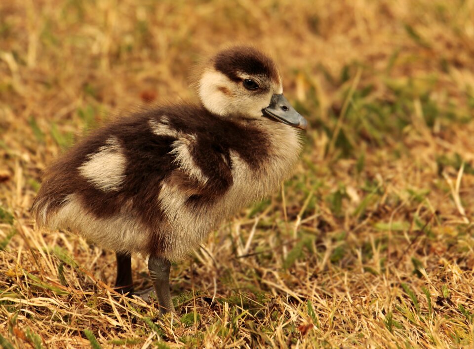 Nilgans geese young animal