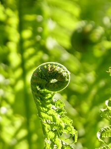 Close up fern plant leaf