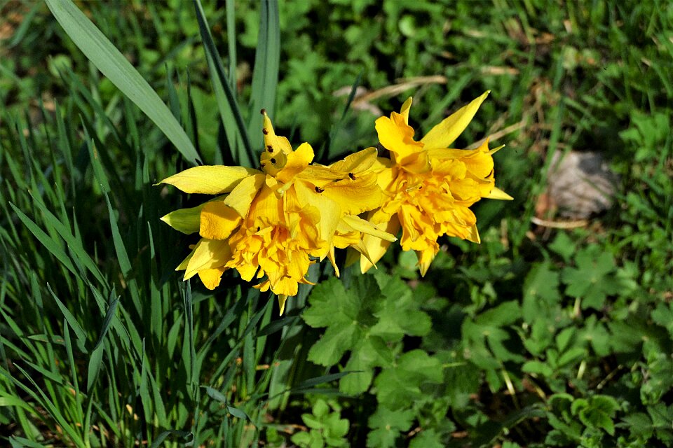 Yellow nature spring flower