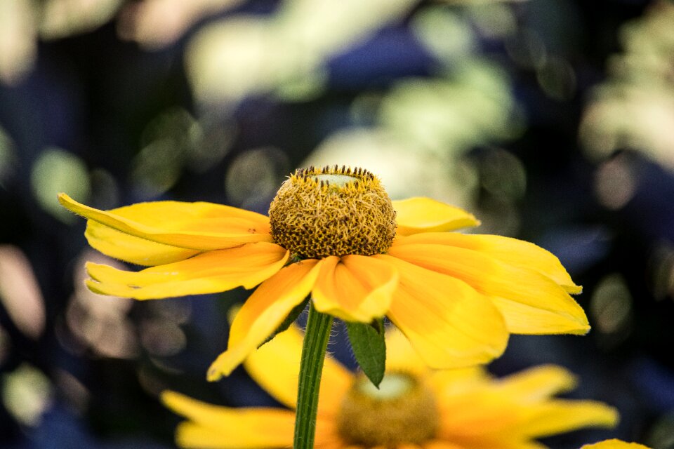 Plant ornamental flower ornamental plant photo