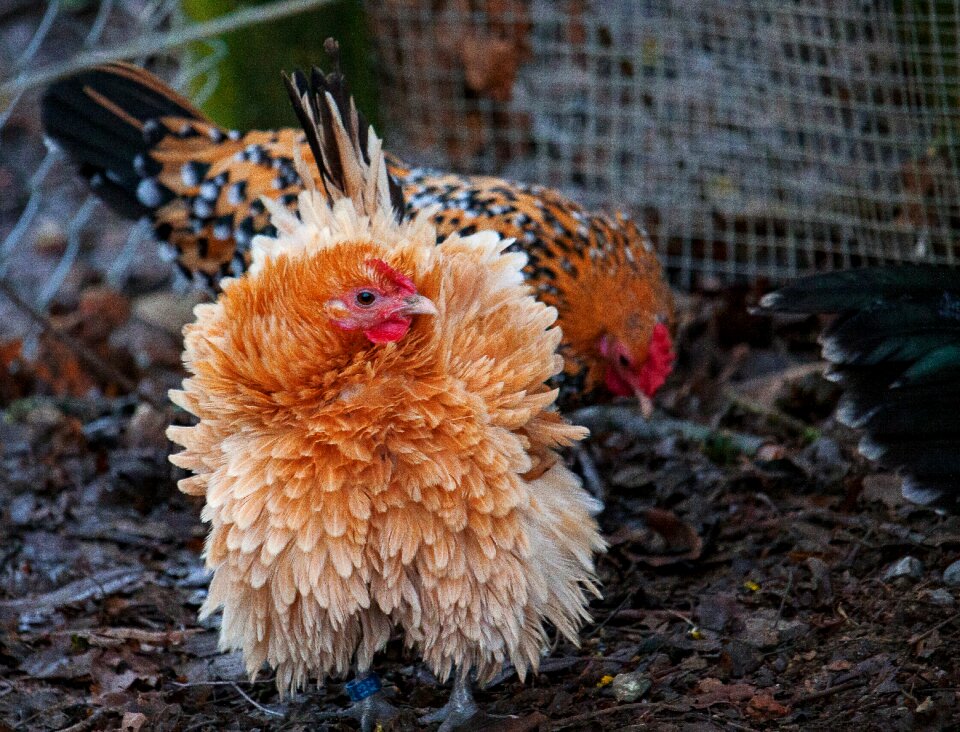 Animal world poultry nature