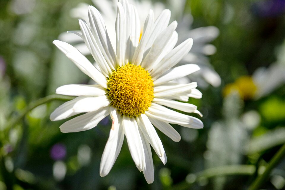 Bloom plant ornamental flower
