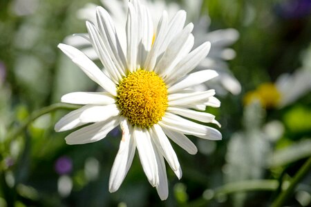 Bloom plant ornamental flower