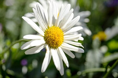 Bloom plant ornamental flower photo