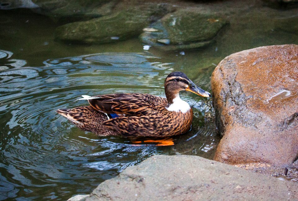 Poultry nature animal