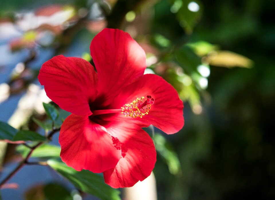 Ornamental flower ornamental plant garden