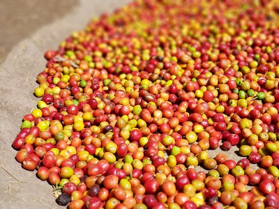 Coffee natural processing